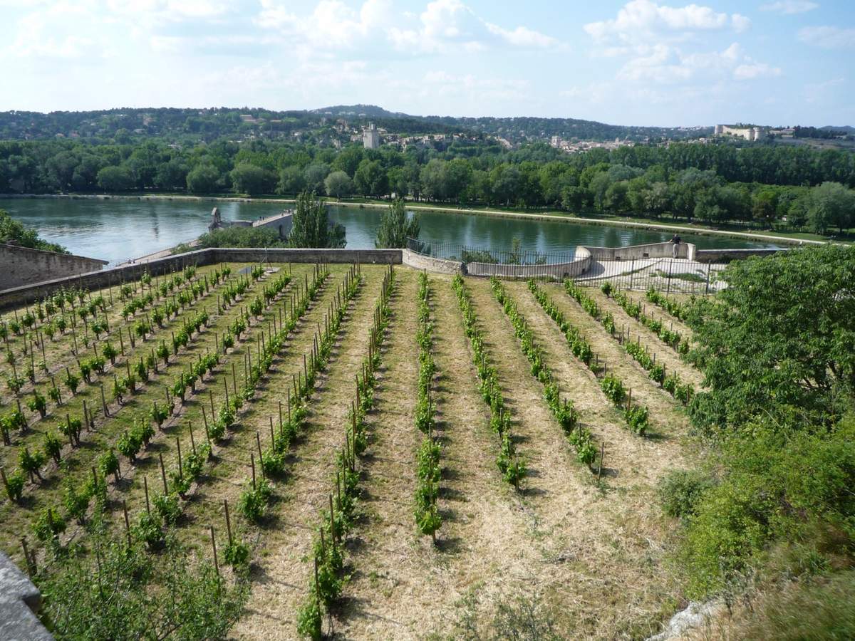 avignon incontournables