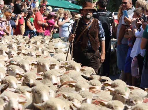avignon st remy de provence