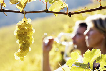 avignon wine tour
