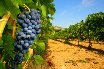 avignon wine tour