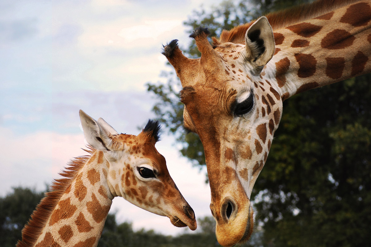avignon zoo de la barben