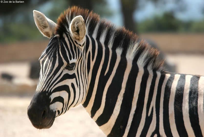avignon zoo de la barben