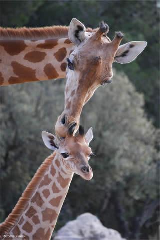 avignon zoo de la barben