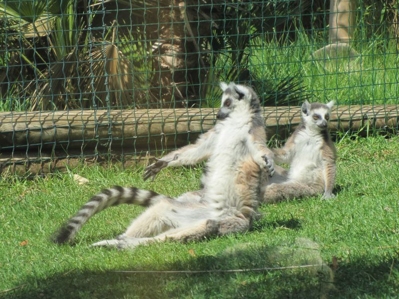 avignon zoo de la barben
