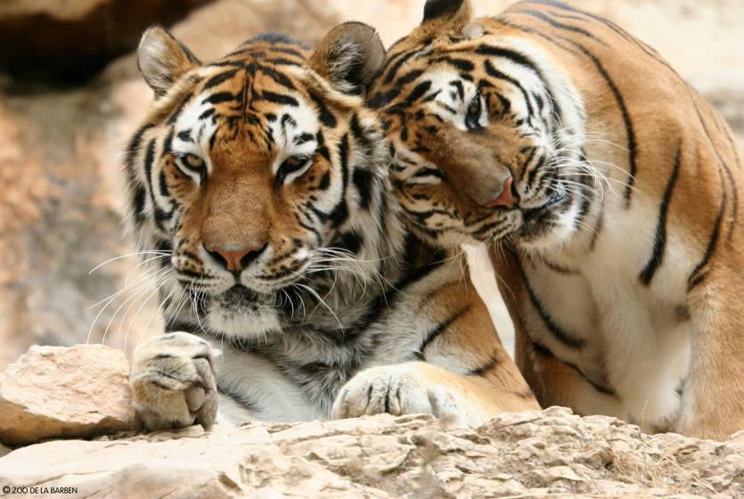 avignon zoo de la barben
