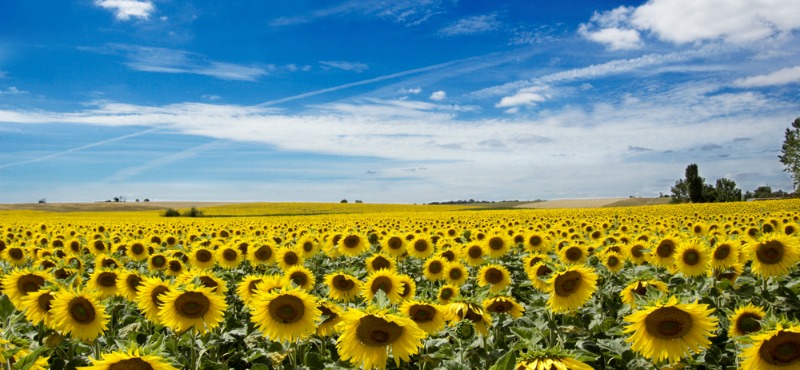 avignone e in provenza