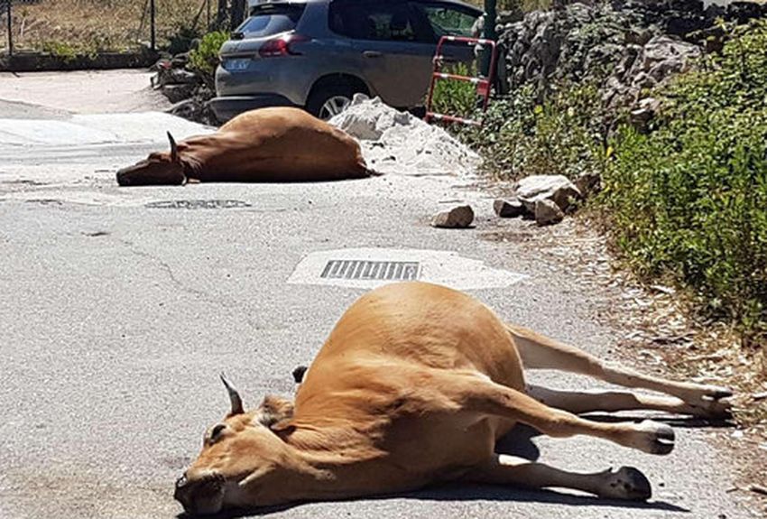 equarrissage vaucluse