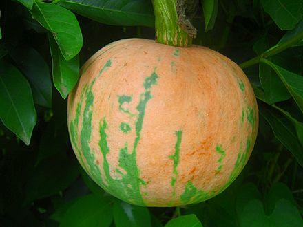 melon du vaucluse 9 lettres
