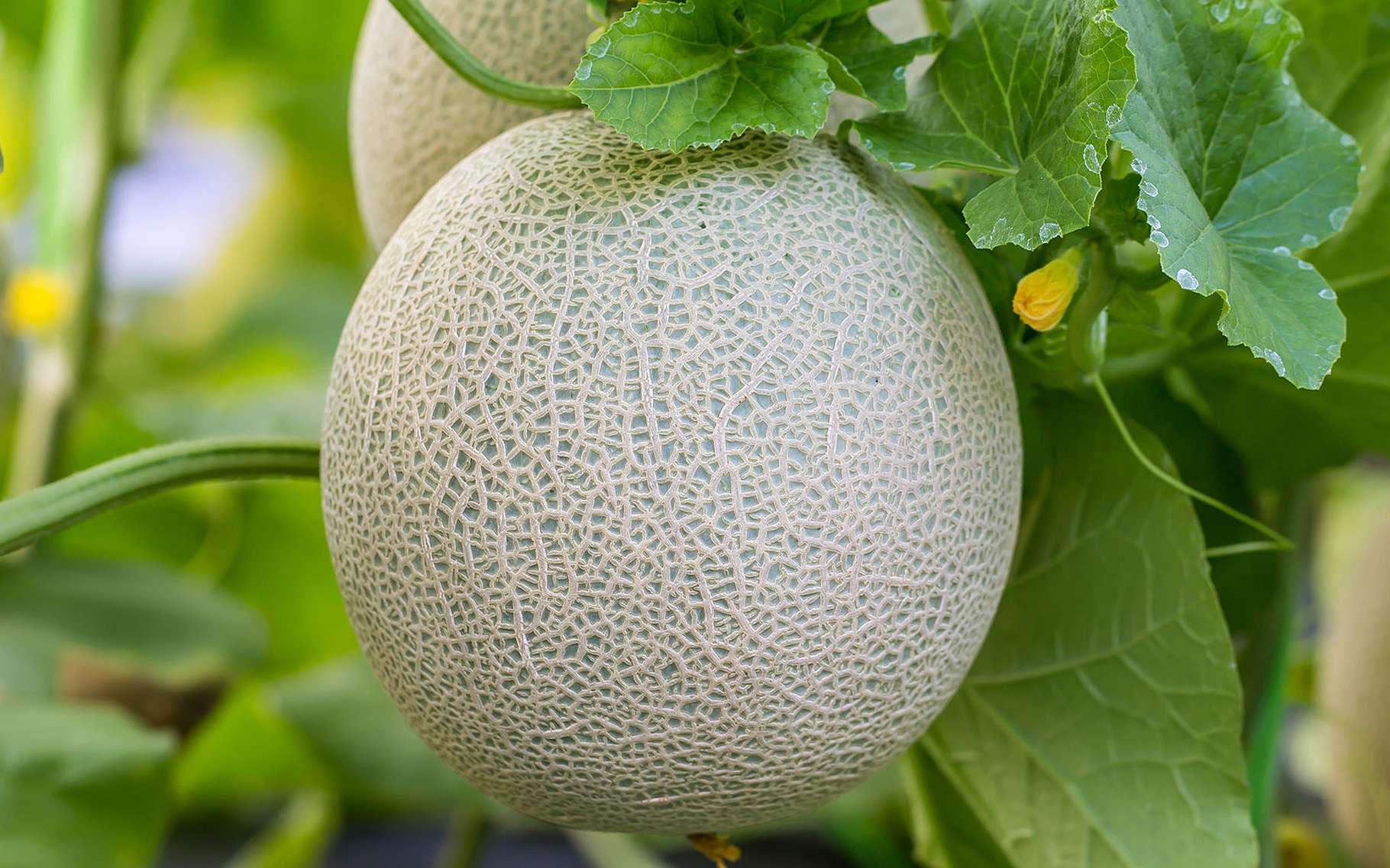 melon du vaucluse 9 lettres