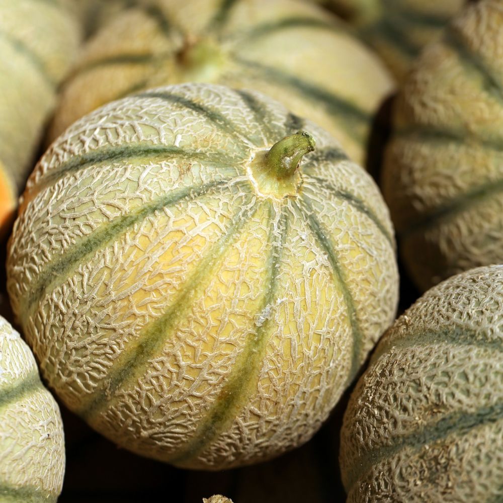 melon du vaucluse 9 lettres