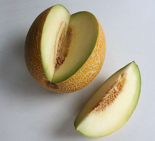 melon du vaucluse 9 lettres