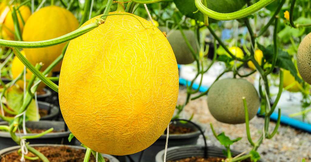 melon du vaucluse 9 lettres