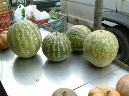 melon du vaucluse 9 lettres
