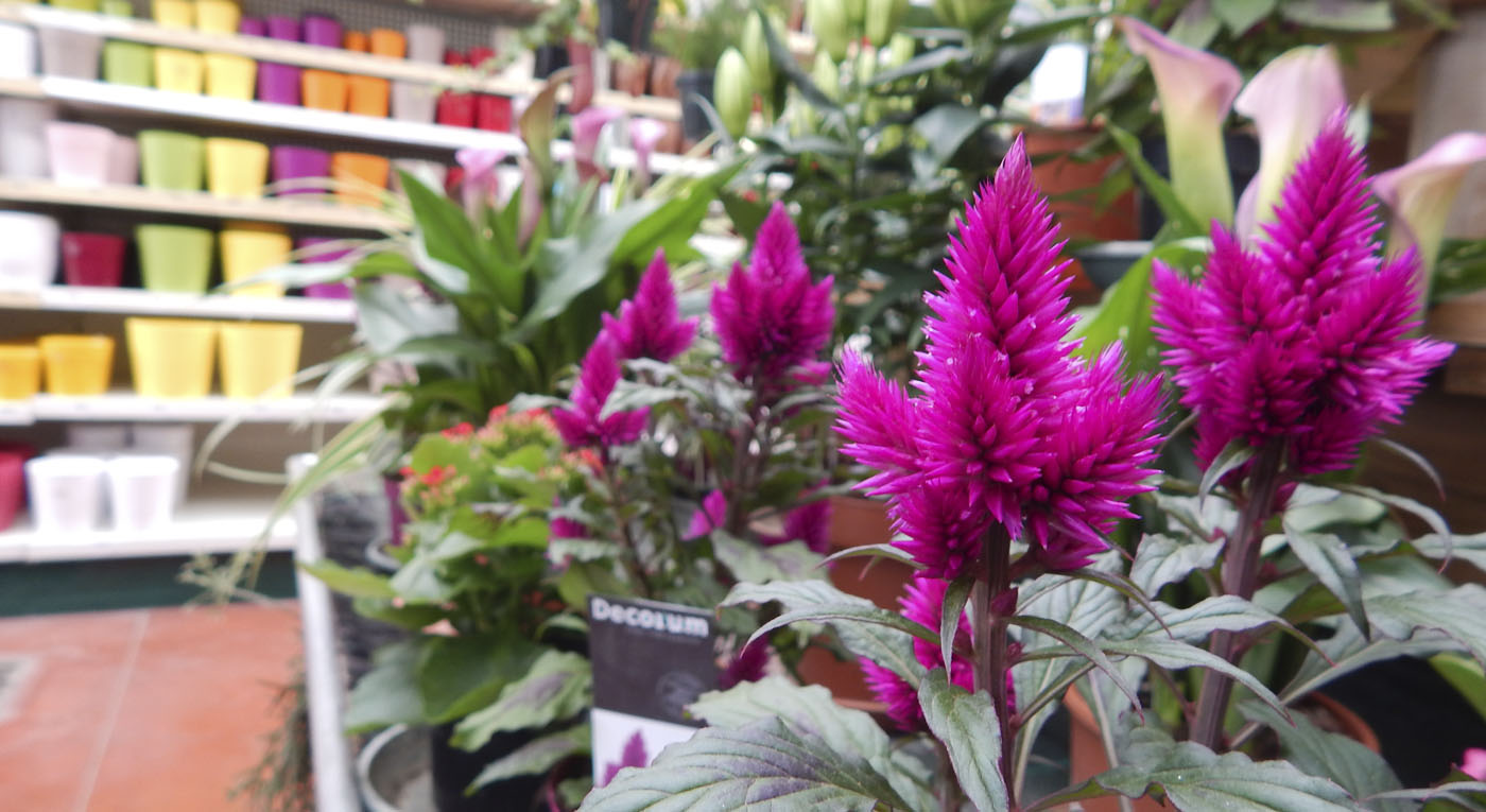 vaucluse 84 jardineries et vegetaux