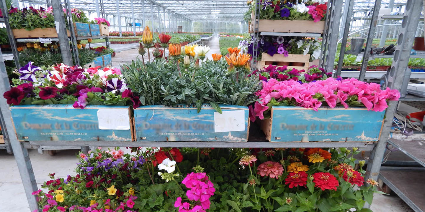 vaucluse 84 jardineries et vegetaux