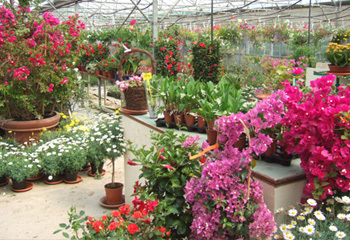 vaucluse 84 jardineries et vegetaux