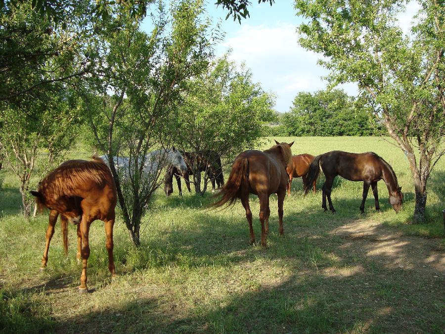 vaucluse a cheval