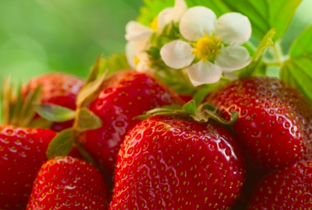 vaucluse a la fraise