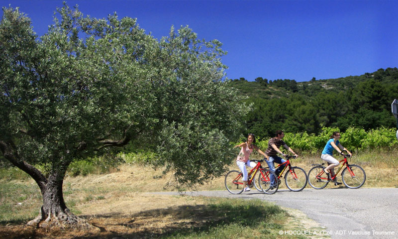 vaucluse famille