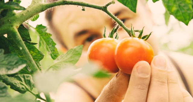 vaucluse fruits