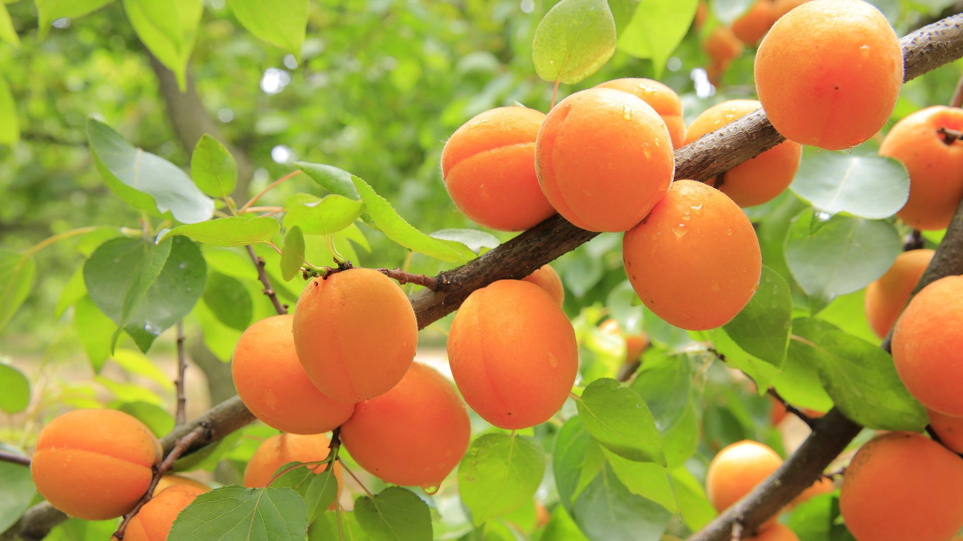 vaucluse fruits