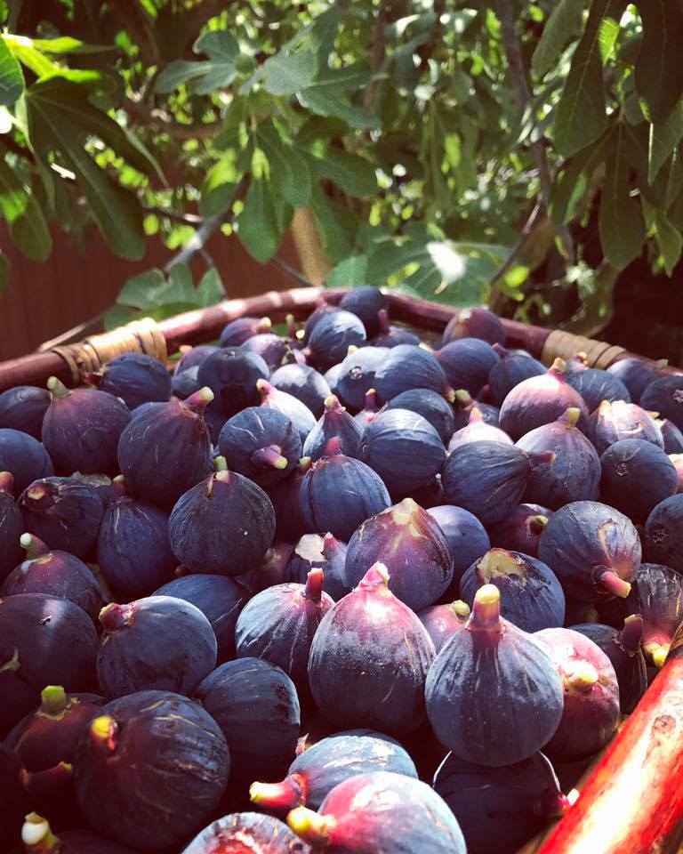 vaucluse fruits