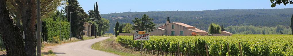 vaucluse matin sainte cecile les vignes