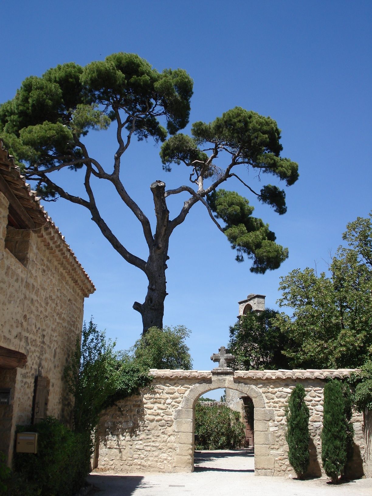 vaucluse matin sainte cecile les vignes