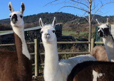 vaucluse sortie famille