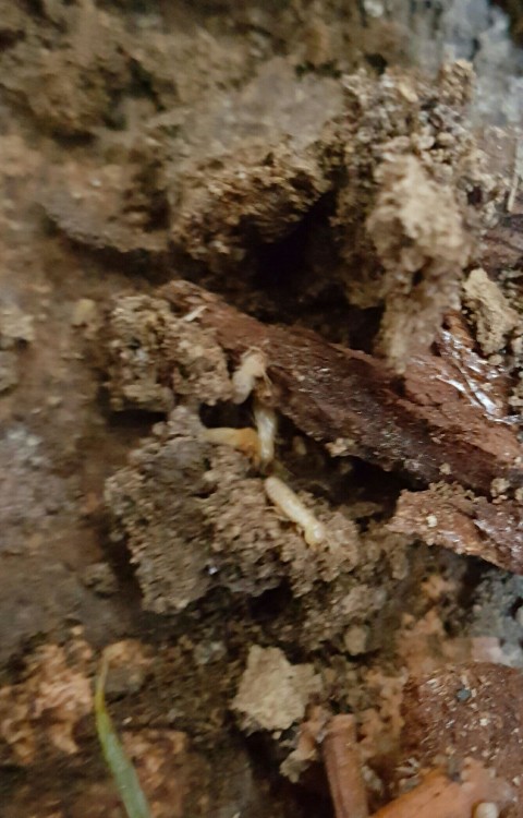 vaucluse termites