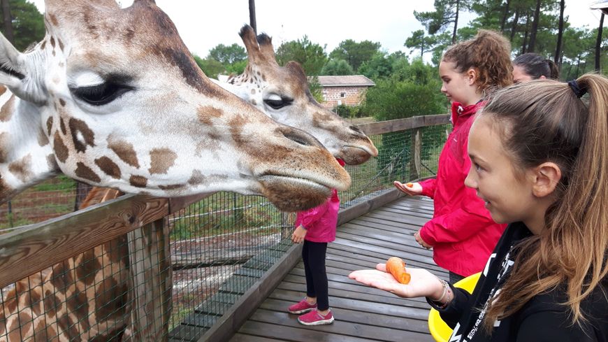 vaucluse zoo