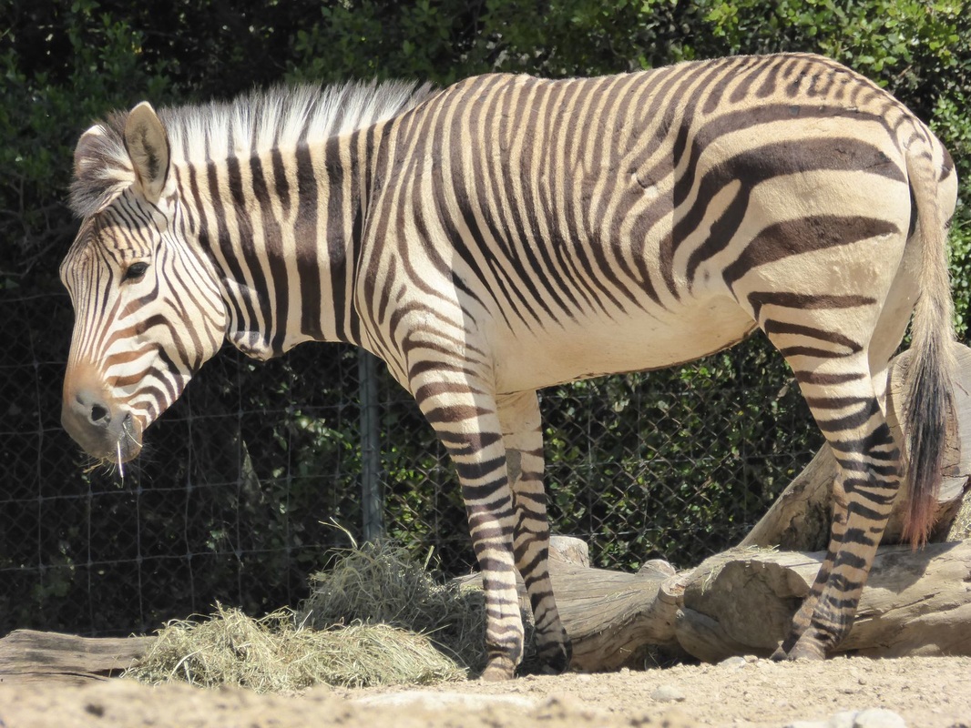 vaucluse zoo