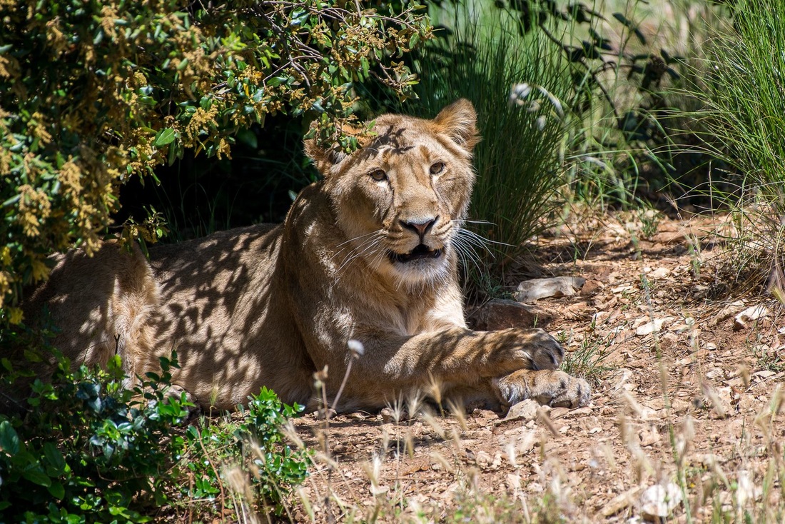 vaucluse zoo