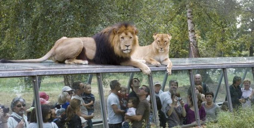 vaucluse zoo