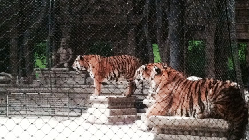 vaucluse zoo